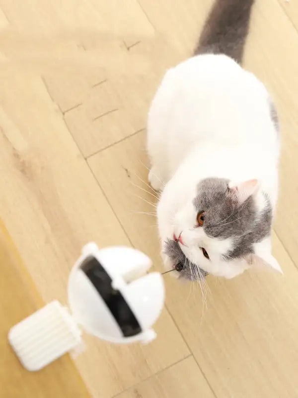 MotionKitty ๐พ