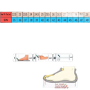 Men’s shoe size chart.