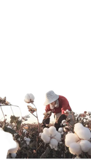 Cotton field with worker showcasing soft absorb cotton face towels for your cotton towel bathroom