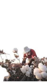 Cotton field with worker showcasing soft absorb cotton face towels for your cotton towel bathroom