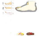 Shoe size chart.