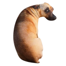 Cute bend dog dog head throw pillow looking like a lifelike animal for cozy vibes